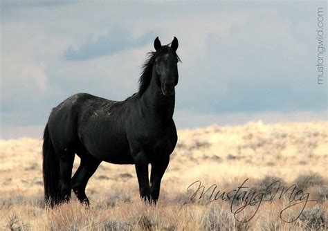 black mustang horses for sale